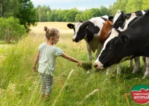 Principais problemas na pecuária solucionados com homeopatia veterinária