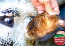 Controle do Carrapato Bovino com Medicamento 100% Natural: Parasito Plus