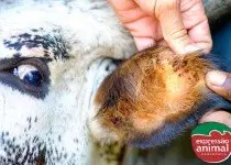 Controle do Carrapato Bovino com Medicamento 100% Natural: Parasito Plus