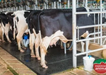 Como evitar de forma natural os prejuízos causados pela mastite bovina?