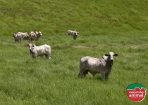 Como a homeopatia pode ajudar no controle de parasitas em bovinos