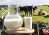 Quais as vantagens dos tratamentos homeopáticos para mastite em vacas leiteiras