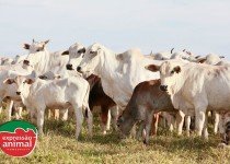 Como melhorar a produtividade e o bem-estar do gado de forma natural