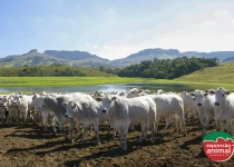 Quais as principais doenças em bovinos, caprinos e ovinos que podem ser tratadas com homeopatia?