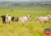 Como a homeopatia pode ajudar a reduzir o estresse em bovinos