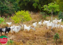 Principais plantas tóxicas para bovinos e como tratar em caso de intoxicação