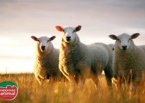 Como a homeopatia pode auxiliar no controle de verminoses em bovinos, e caprinos e ovinos