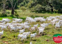 Qual a importância e as vantagens do uso de homeopatia para bovinos em fazendas leiteiras