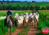 Tratamentos homeopáticos para doenças comuns em bovinos