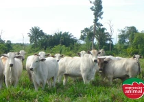 Ganho de peso em bovinos de corte: como a homeopatia pode ajudar a aumentar sua produção