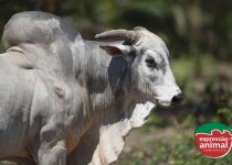 A importância do bem-estar animal na prevenção da sodomia em bovinos