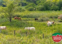 Plantas tóxicas para bovinos: como tratar seu rebanho em caso de intoxicação