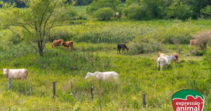 Plantas tóxicas para bovinos: como tratar seu rebanho em caso de intoxicação