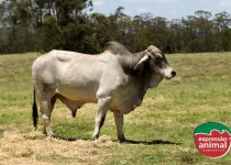 Diferenças entre sodomia bovina em confinamento e pastagem: desafios e soluções