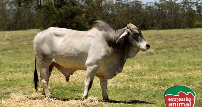 Diferenças entre sodomia bovina em confinamento e pastagem: desafios e soluções