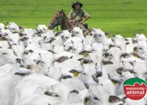 Mosca-dos-chifres (Haematobia irritans): principais danos ao gado e como tratar