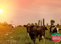 Homeopatia como tratamento e prevenção para intoxicação bovina: benefícios e eficácia