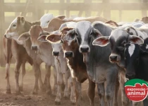 Fatores que influenciam a fertilidade na reprodução bovina