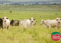 Sintomas de intoxicação em bovinos por plantas tóxicas: conheça os principais sinais e como prevenir