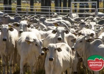 Sodomia em bovinos: por que medicamentos naturais são a melhor opção no manejo