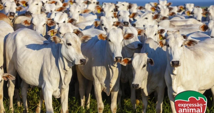Saiba como garantir ganho de peso bovino de maneira natural