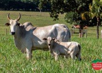 Nutrição e reprodução em bovinos: descubra como aumentar a fertilidade bovina