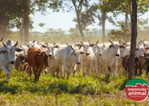 Como acabar com a mosca-de-chifre no gado: guia prático para produtores rurais