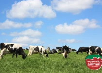 Mamite bovina: como identificar e qual o melhor tratamento