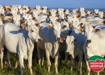 Carrapato de bovino: entenda seu ciclo e qual o melhor remédio para prevenção e combate