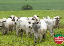 A importância da observação para prevenir a sodomia em bovinos