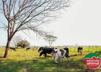 Qual o melhor tratamento para papilomatose (verruga) bovina?