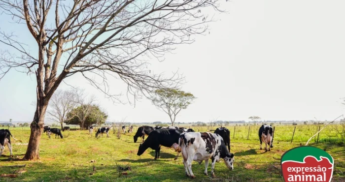 Qual o melhor tratamento para papilomatose (verruga) bovina?