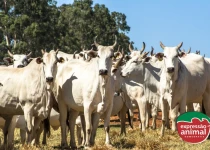 Como a homeopatia está transformando o cuidado com animais de pecuária