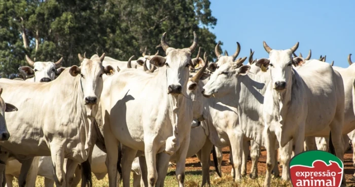 Como a homeopatia está transformando o cuidado com animais de pecuária