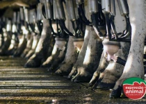 Doenças de casco bovino: como tratar e qual o melhor remédio