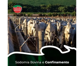 Como a Sodomia Bovina Impacta o Bem-Estar Animal e a Produção?