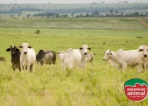 Administração e dosagem correta de medicamentos homeopáticos em bovinos: guia completo