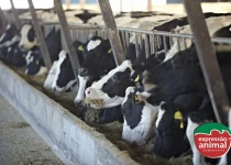 Vermífugo para gado: qual o melhor remédio e quando aplicar 