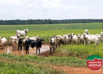 Erva de rato: identificação e prevenção de intoxicação na pecuária