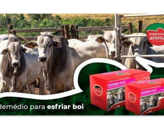 Estratégias de Manejo para Reduzir a Sodomia Bovina