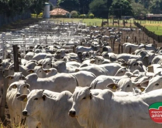 Sodomia Bovina e Saúde Animal: Como Reduzir Riscos de Lesões