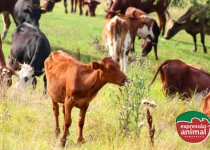 Como proteger seu rebanho de plantas tóxicas: tingui, timbó e outras ameaças