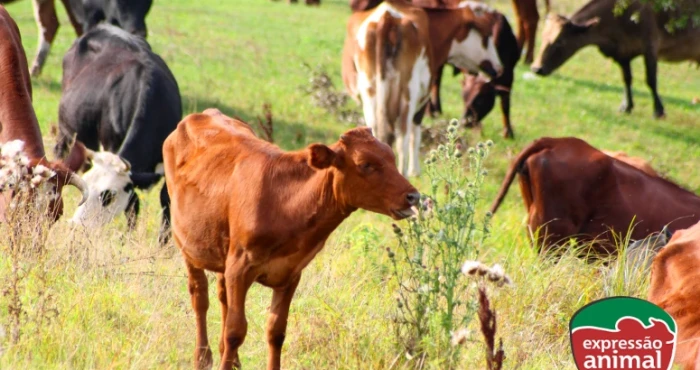 Como proteger seu rebanho de plantas tóxicas: tingui, timbó e outras ameaças