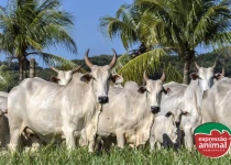 Ganho de peso bovino: a eficácia da homeopatia para melhorar a produtividade do rebanho