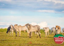 Prevenção de doenças respiratórias em bovinos com homeopatia