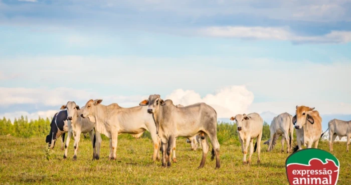 Prevenção de doenças respiratórias em bovinos com homeopatia
