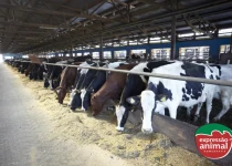 Problemas de casco em bovinos leiteiros: como a homeopatia ajuda?