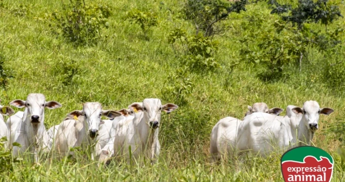 Sintomas de intoxicação por plantas em bovinos: quais são e como tratar?