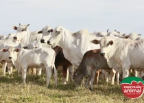 Homeopatia em animais: impacto econômico do uso na pecuária