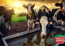 Tratamentos homeopáticos para estresse térmico em bovinos